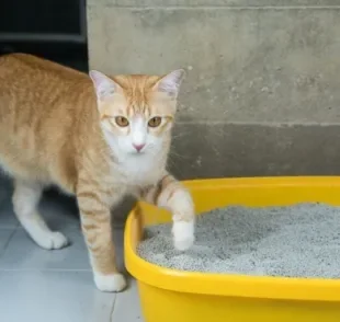 Como fazer gato usar caixa de areia quando ele se recusa a utilizar o acessório?