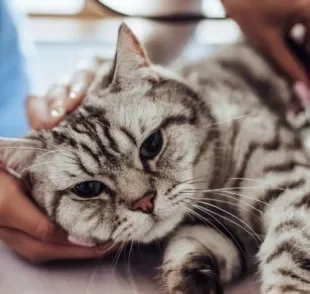 Algumas doenças de gato são consideradas bastante graves e por isso precisam de muita atenção