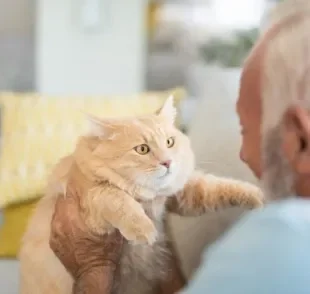 Gatos e idosos podem ter uma maravilhosa relação. Confira as melhores raças para fazer companhia para os mais velhinhos!