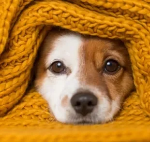Algumas doenças de cachorro são mais comuns ou se agravam durante a época do inverno