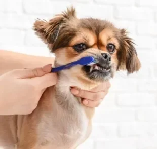 Pasta de dente para cachorro: descubra qual é a melhor opção para cuidar da saúde bucal dos cães