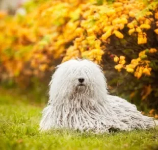 O cachorro Puli tem pelos encaracolados bem chamativos. Saiba mais sobre a raça