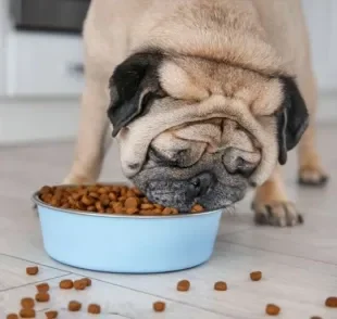 Além de escolher a melhor ração para cachorro, também é importante tomar outros cuidados com a alimentação dos cães