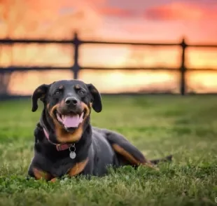 O cachorro Rottweiler é um ótimo cãozinho para se ter em casa, mas precisa de alguns cuidados especiais