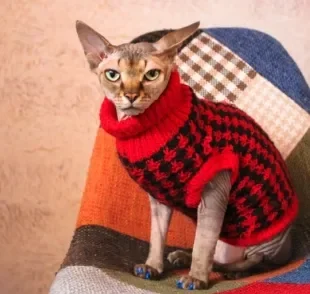 Roupa de frio para gato: moletom e casacos ajudam a manter o pet quentinho