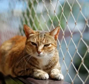 Tire suas dúvidas e saiba tudo sobre a tela de proteção para gatos 