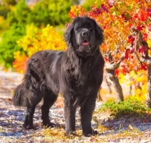 A raça de cachorro Terra Nova tem tudo para conquistar o seu coração. Saiba mais sobre o cãozinho