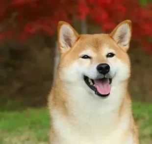 O Shiba Inu carrega uma história com várias curiosidades. Saiba mais!