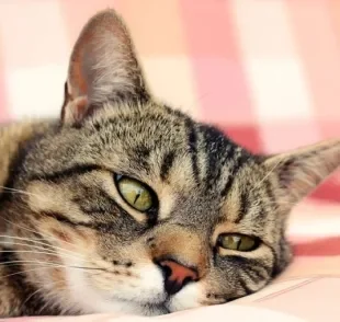 A infecção urinária em gatos pode ser prevenida com alguns cuidados