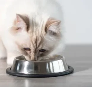 Alguns hábitos na alimentação do gato podem trazer problemas de saúde. Saiba quais são eles!