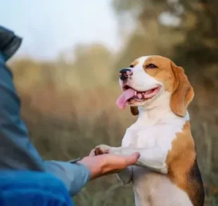 Os truques para cachorro são ótimos para estreitar laços entre o cão e o tutor