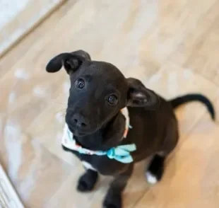 O cachorro vira-lata preto vai te surpreender!