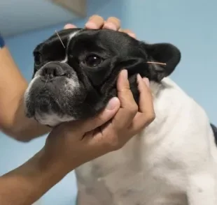 A acupuntura veterinária é uma terapia alternativa que traz diversos benefícios à saúde do cachorro
