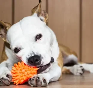 Entenda o fascínio dos cães pelos brinquedo que fazem barulho