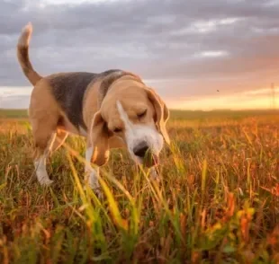 O cachorro comendo capim e grama é mais comum do que você imagina