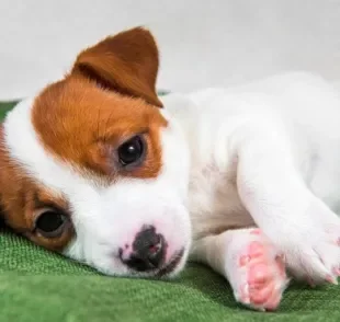 O cachorro intoxicado por chumbo pode ter sérios problemas de saúde. Saiba mais