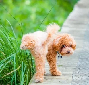 O que fazer para o cachorro parar de marcar território? Confira algumas dicas!