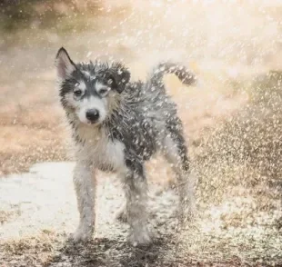 O cachorro na chuva precisa de alguns cuidados importantes. Saiba quais são eles