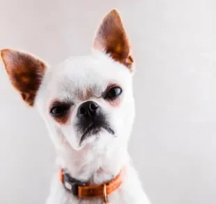 Será que o cachorro resmungando é sinônimo de algum problema comportamental?