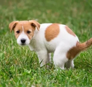 No passeio, é preciso recolher o cocô de cachorro para evitar doenças e sujeira na rua