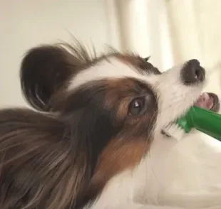 Dedeira para cachorro: saiba como funciona esse modelo de escova de dentes e como usar