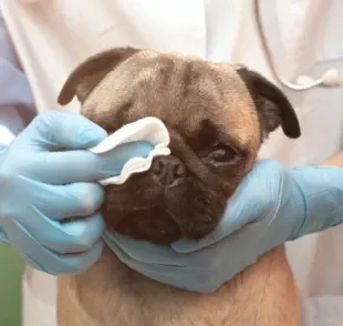 Saiba como tirar remela do olho do cachorro do jeito certo