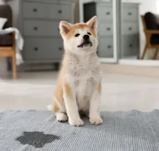 T irar cheiro de xixi de cachorro não é tão difícil quanto parece. Veja algumas opções! 