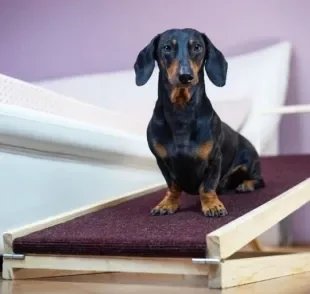 A rampa ou escada para cachorro facilita a mobilidade do seu cãozinho pela casa