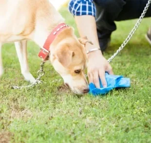 Cachorro comendo fezes? Saiba como acabar com a coprofagia canina