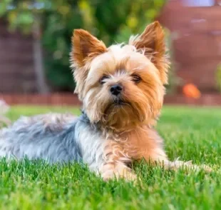 Saiba quais são as raças de cachorro de porte pequeno com grande instinto de caçador!