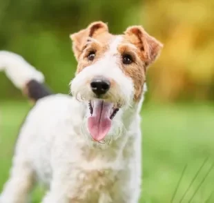 O Fox Terrier tem tudo para ganhar seu coração. Saiba mais sobre a raça