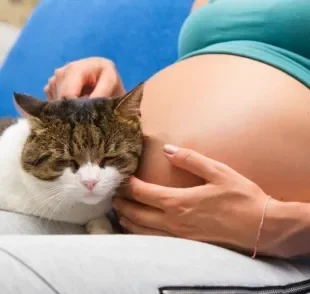 Será que grávida pode ter gato? Descubra a resposta a seguir!