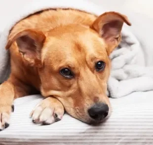 A leishmaniose canina é uma doença grave. Saiba quais sãos os sintomas e como identificar!