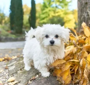 Maltês: personalidade do cãozinho é adorável