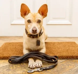 Passeio: cachorro precisa de alguns cuidados para não ter problemas quando sai de casa