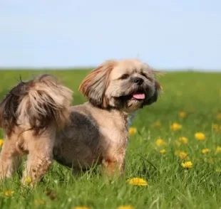 O filhote de Lhasa Apso é capaz de transformar para melhor a vida de qualquer um