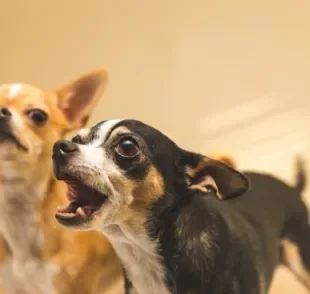 Cachorro latindo: do Chihuahua ao Doberman, veja quais são as raças que mais latem