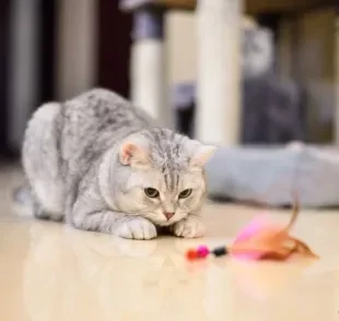 Alguns brinquedos interativos para gatos ajudam a distrair e melhorar a qualidade de vida do bichano