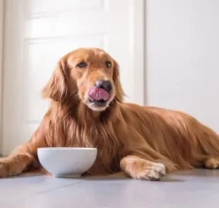 A ração para cachorro possui diversos nutrientes que impactam a saúde do animal