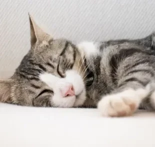 Um gato dormindo é a coisa mais fofa do mundo. O que poucos sabem é que o sono dos felinos é cheio de curiosidades.