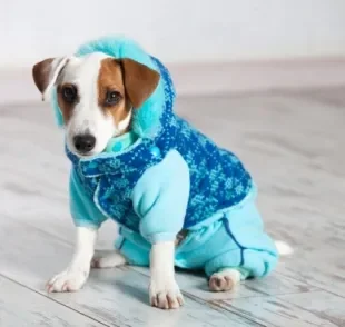 Cachorro sente frio e as roupinhas podem ajudar a mantê-lo aquecido
