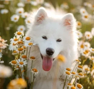 O Samoieda é um adorável cãozinho que é capaz de conquistar qualquer um