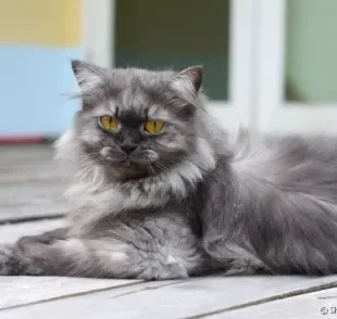 Como cuidar de gato idoso: alguns acessórios podem ajudar nessa missão