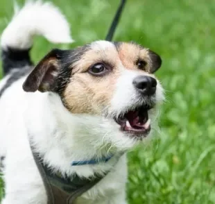 Cachorro latindo para outro cachorro no passeio normalmente é sinal de ansiedade