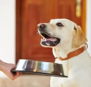 Existem muitos alimentos que fazem mal para cachorro pelo excesso de gordura. Saiba como o nutriente afeta o seu pet.