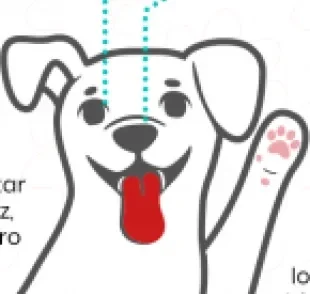 Anatomia externa canina: conheça mais sobre as partes do corpo do seu cãozinho!