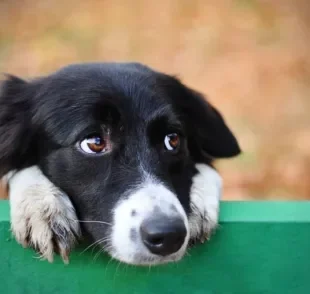 Berne em cachorro: saiba mais sobre o problema demartológico e a melhor forma de tratamento