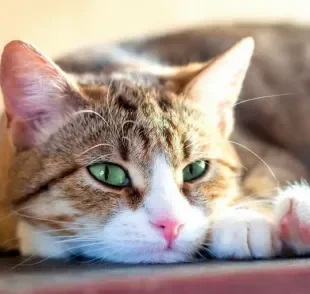 Gato tossindo, com dificuldade de respirar e cansado: conheça os principais sinais da bronquite felina