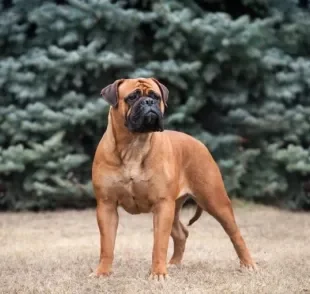 O Bullmastiff é um cachorro grande no tamanho e no coração