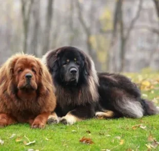 O cachorro mais caro do mundo: Mastim Tibetano é o nome da raça que leva essa fama